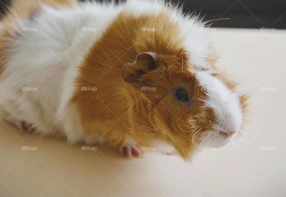 guinea pig beautiful portrait home close up, love pet