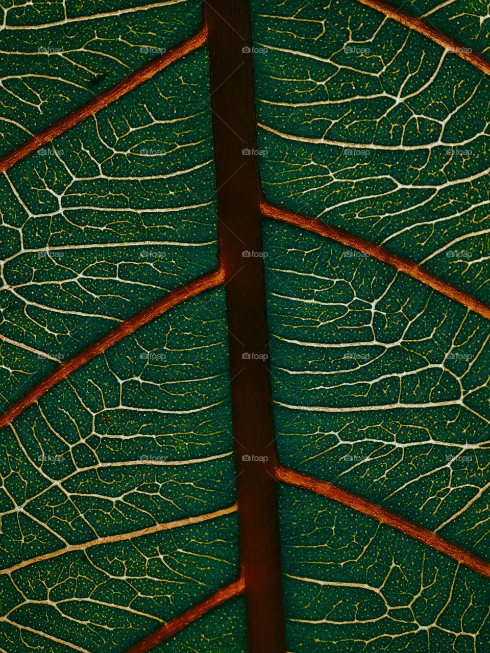 PORTRAIT of LEAF (GUAVA)