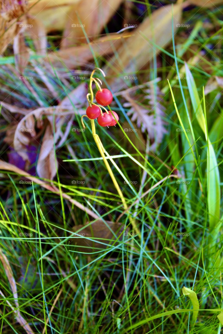 Convallaria majalis in autumn, lily of the walley berries