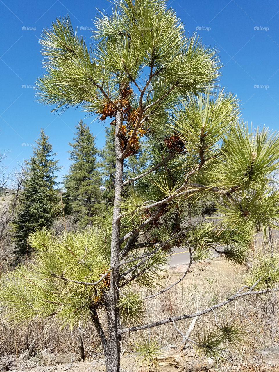 Nature, Tree, No Person, Outdoors, Landscape