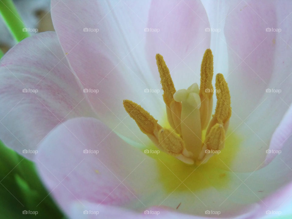 pink flower blomma tulip by cabday