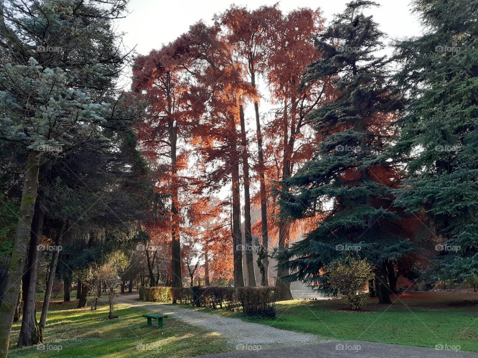 autumn in the park