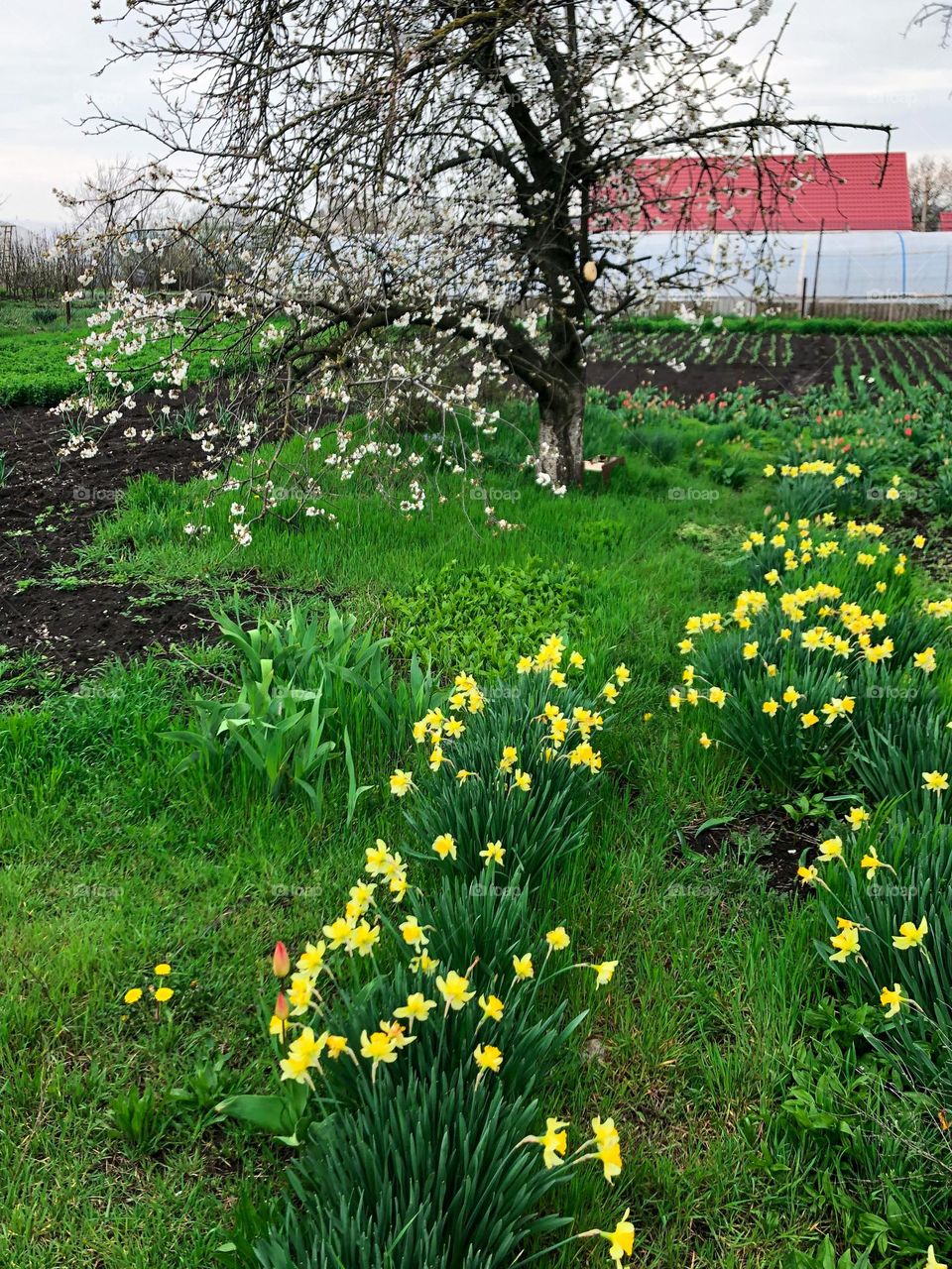 Blossoming cherry, green glass and yellow daffodils