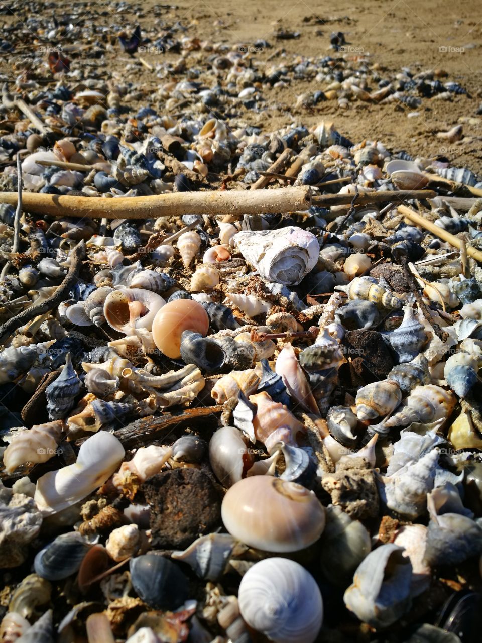 sea shells