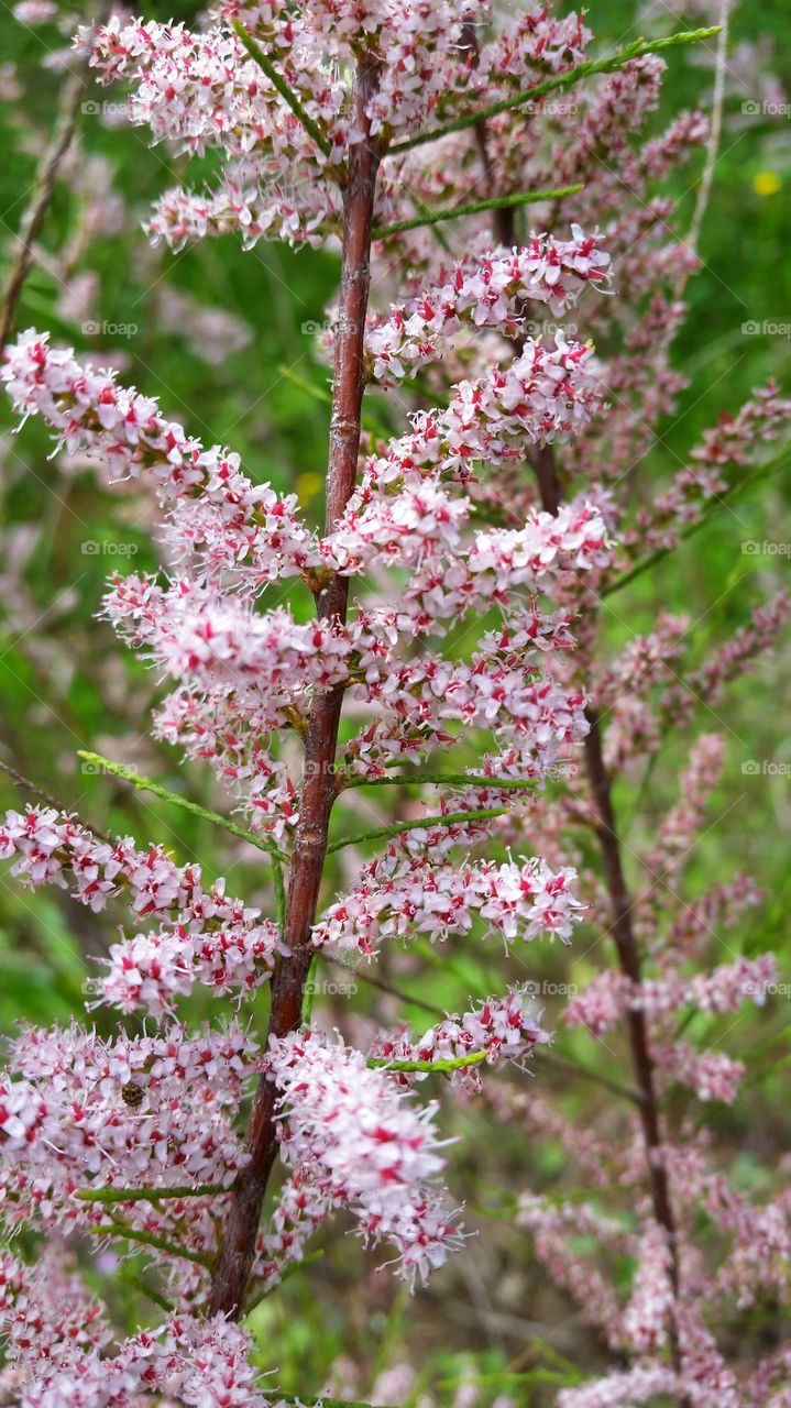 small flowers on a branch