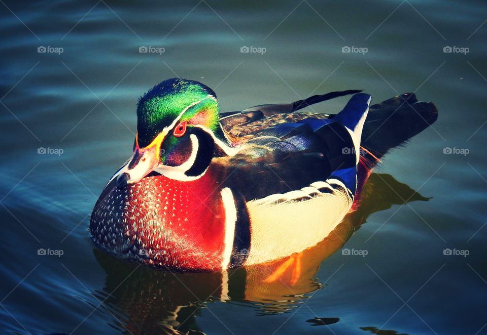 Duck swimming on pond