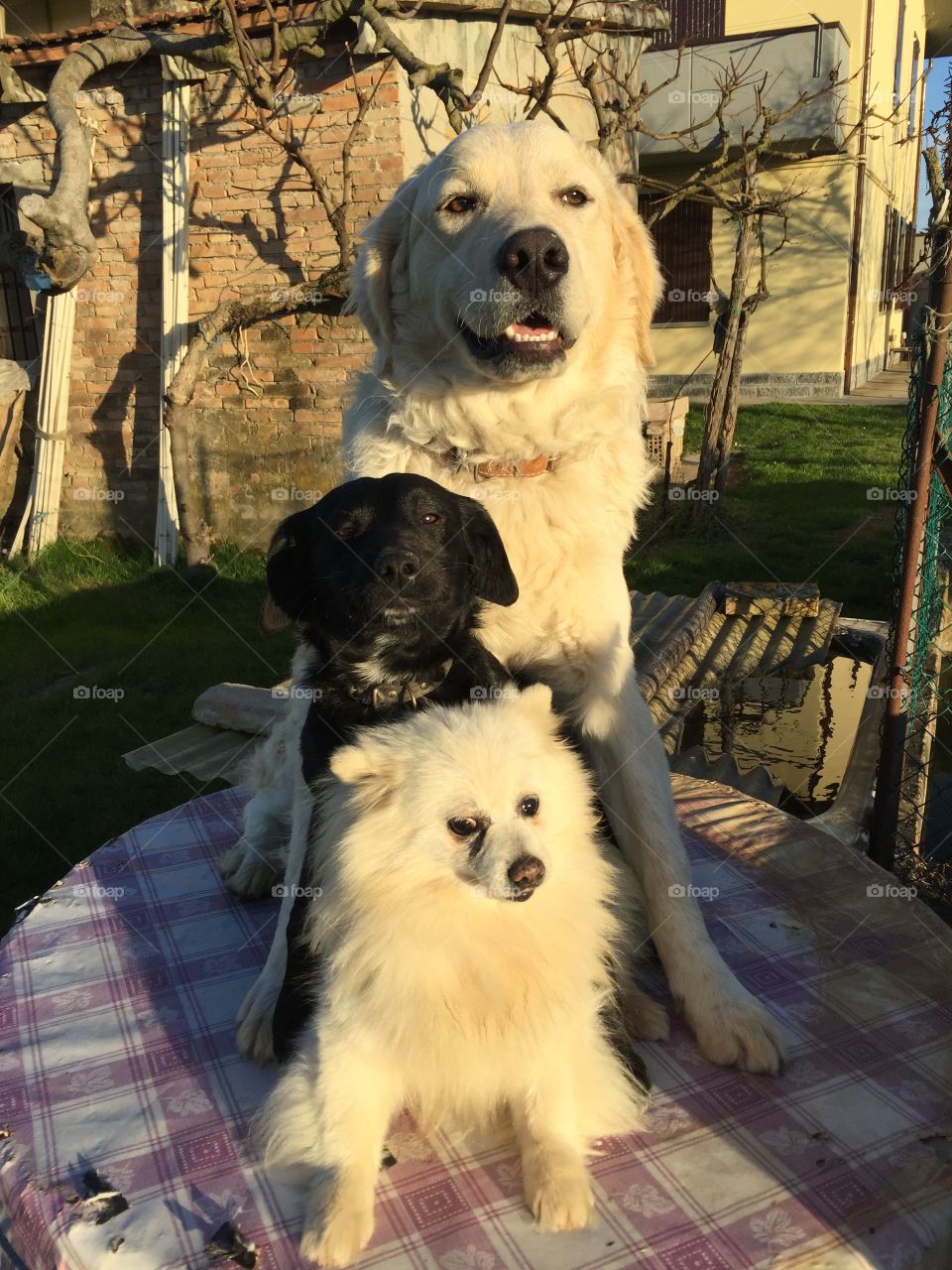 Three funny dogs