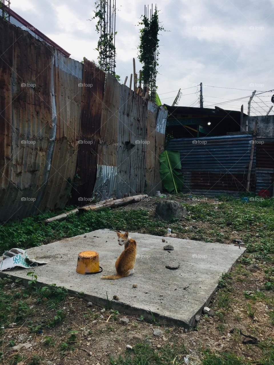 When I called the cat's attention 'coz its planning yo catch the bird😅