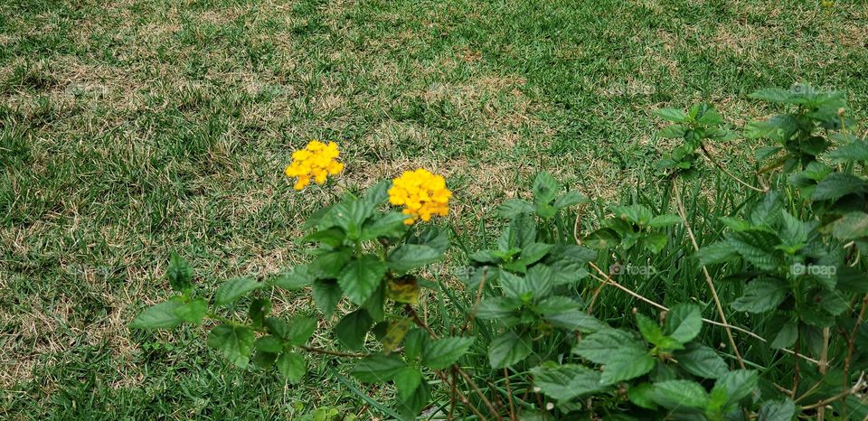 Pequena flor Amarela