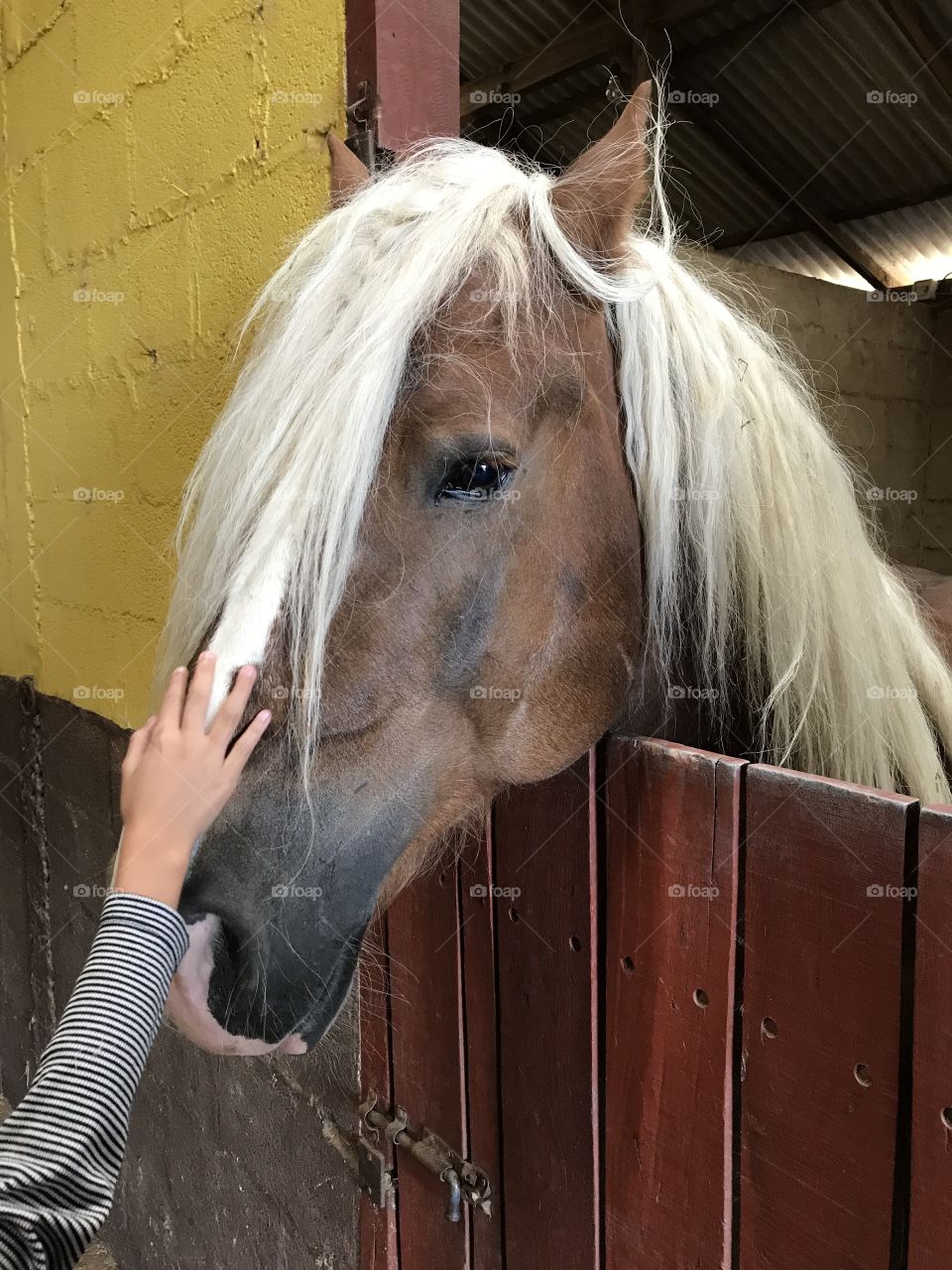 Amor incondicional por cavalos