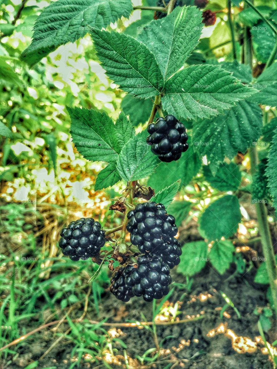 Ripe and unripe blackberries on the bush with selective focus. Bunch of berries