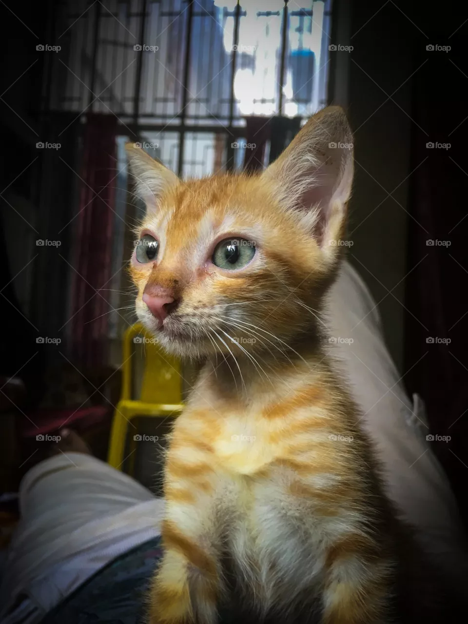 Cat, Mammal, Cute, Pet, Kitten