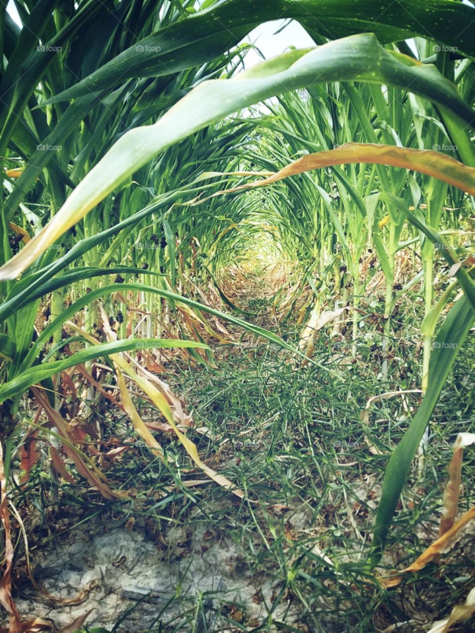 O túnel do tempo, não,  o túnel do milho.