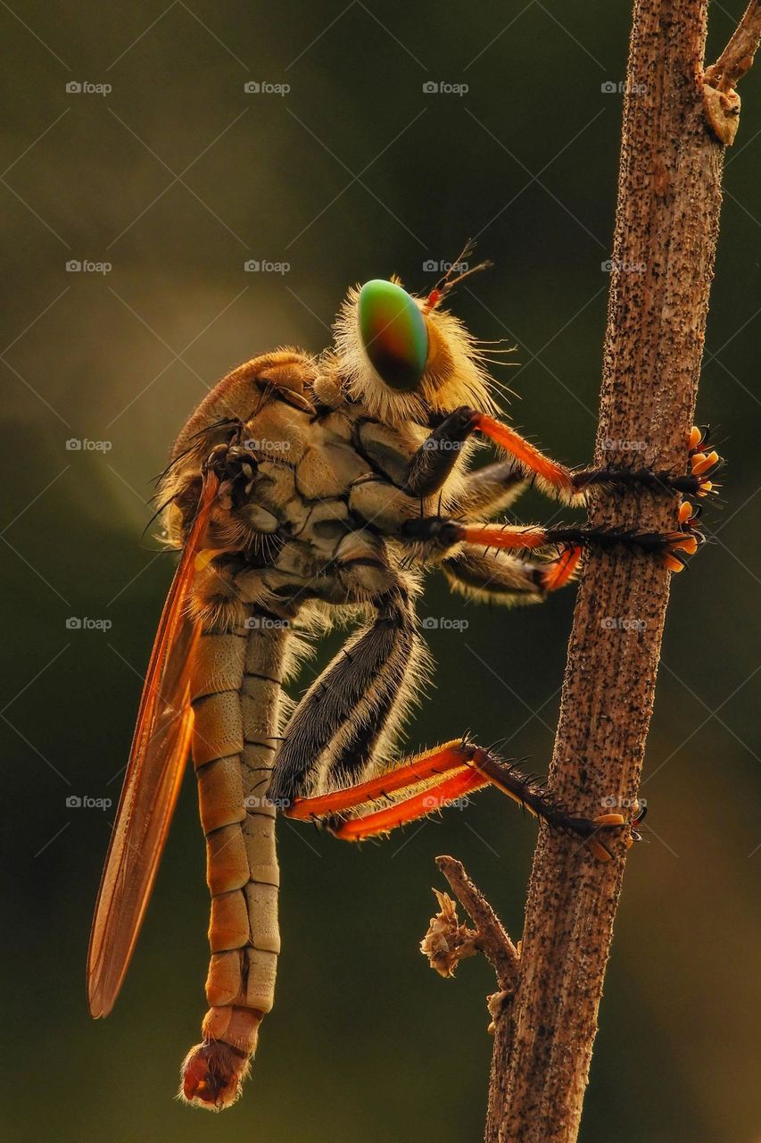 Rainbow or Robberfly