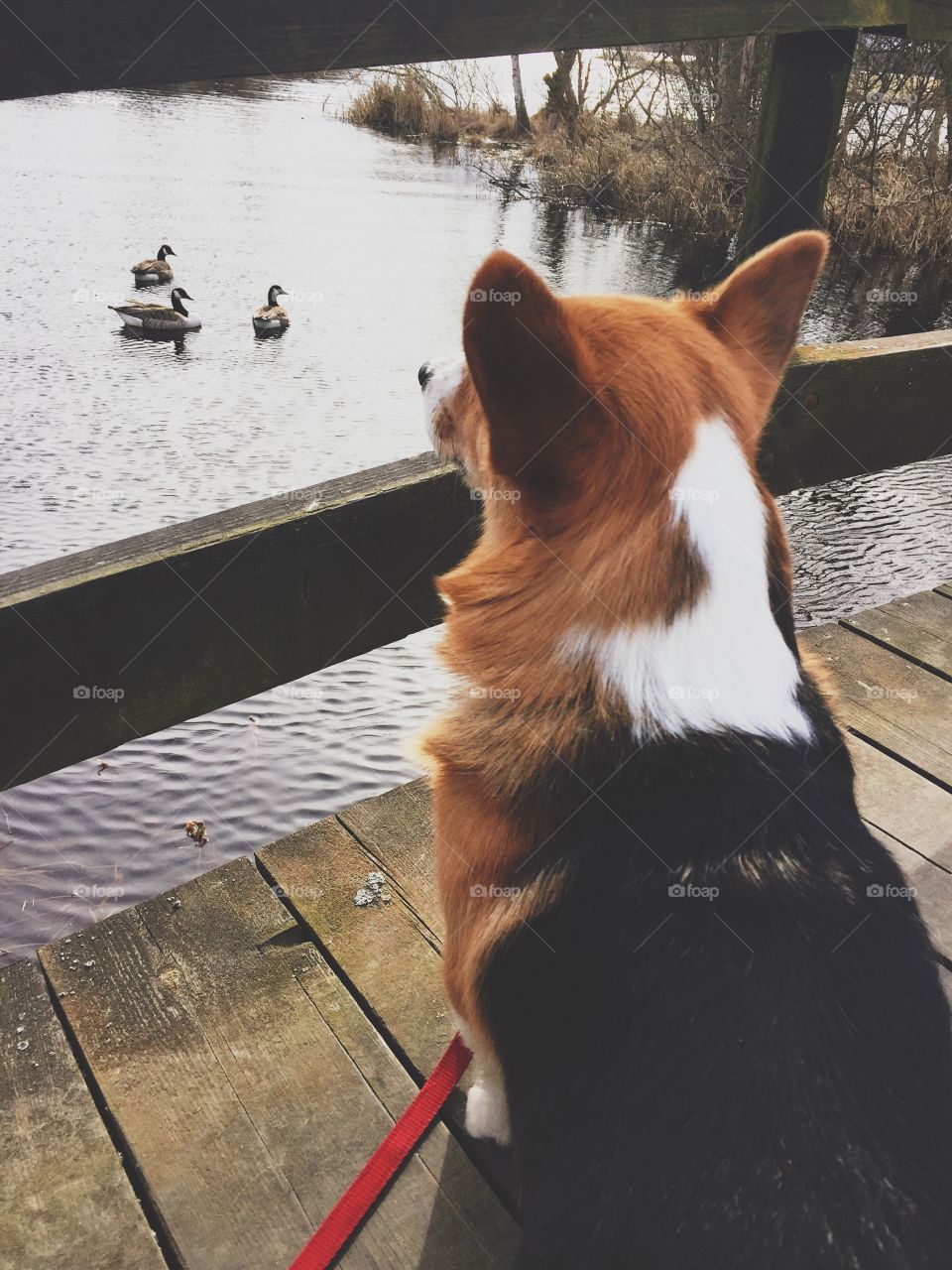 Dog on a walk