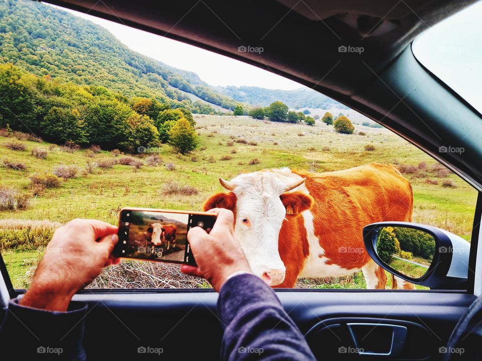 man inside the car photographs a cow grazing in the countryside