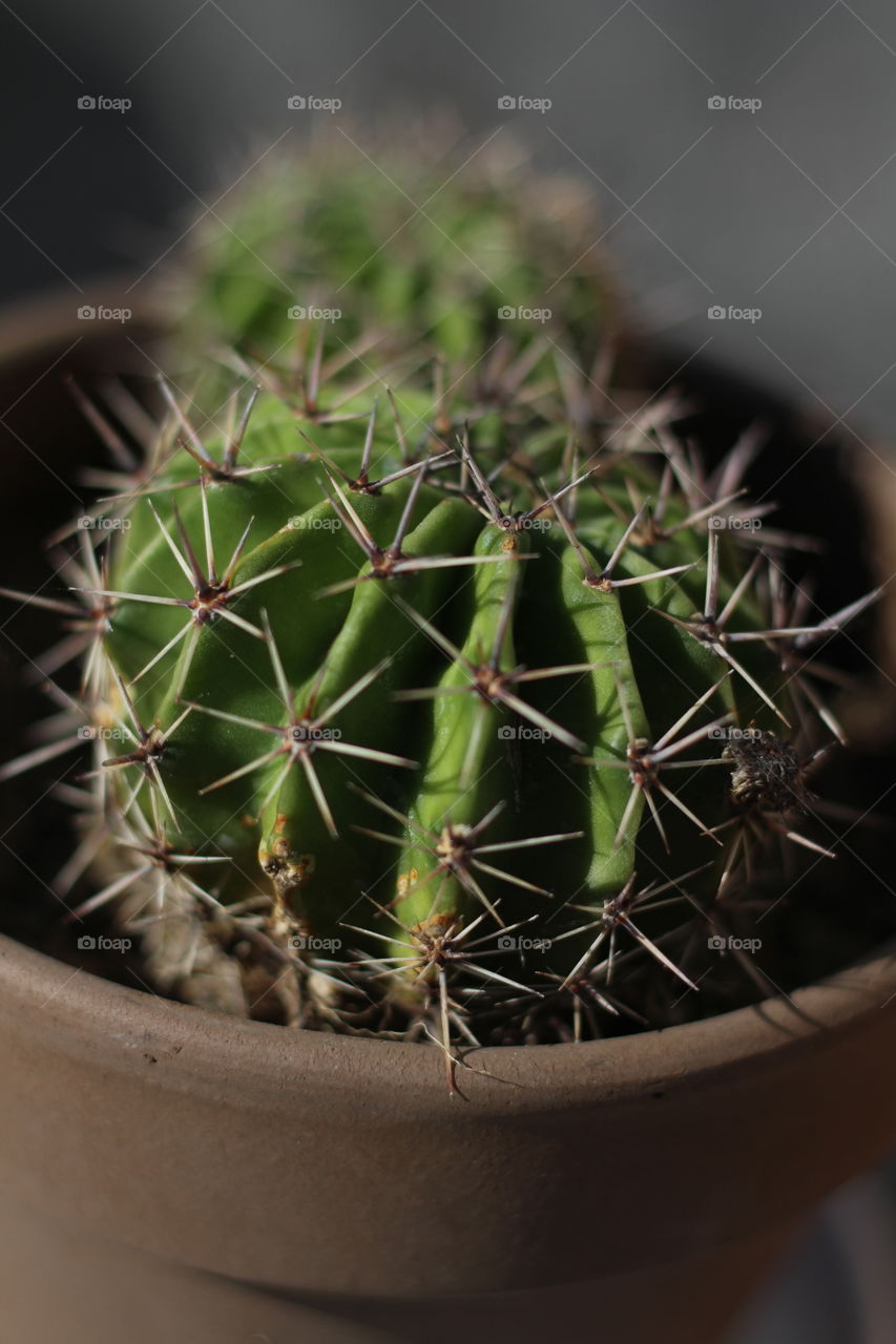 Cactus, Spine, Succulent, Sharp, Desert