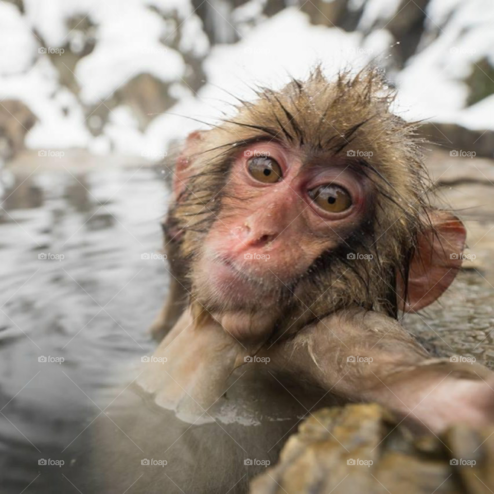 monkey chill with water