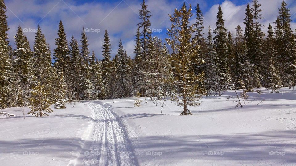 Ski trails in the forest