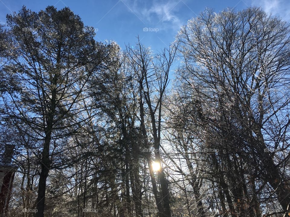 Icy trees in Connecticut