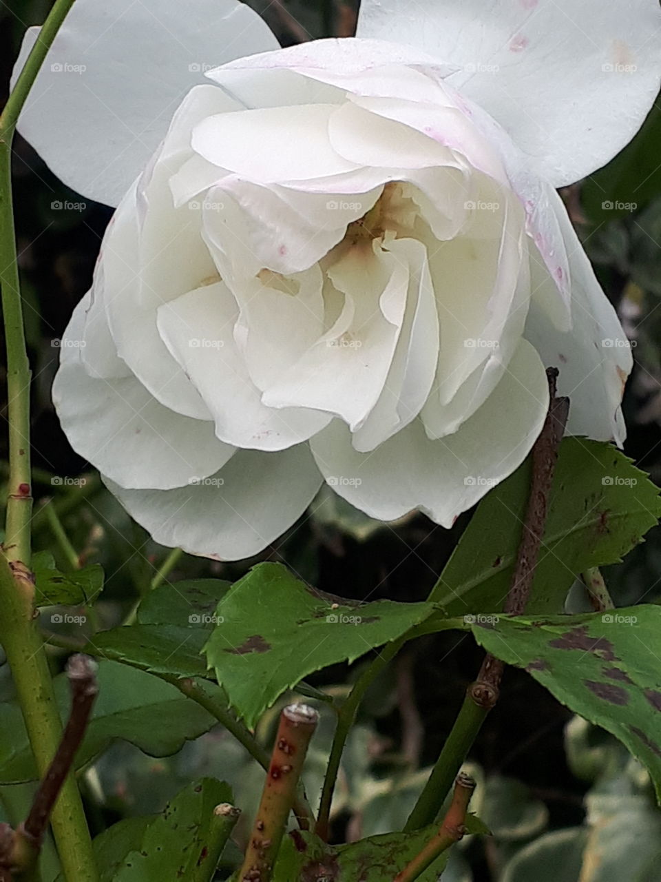 White Rose Flower