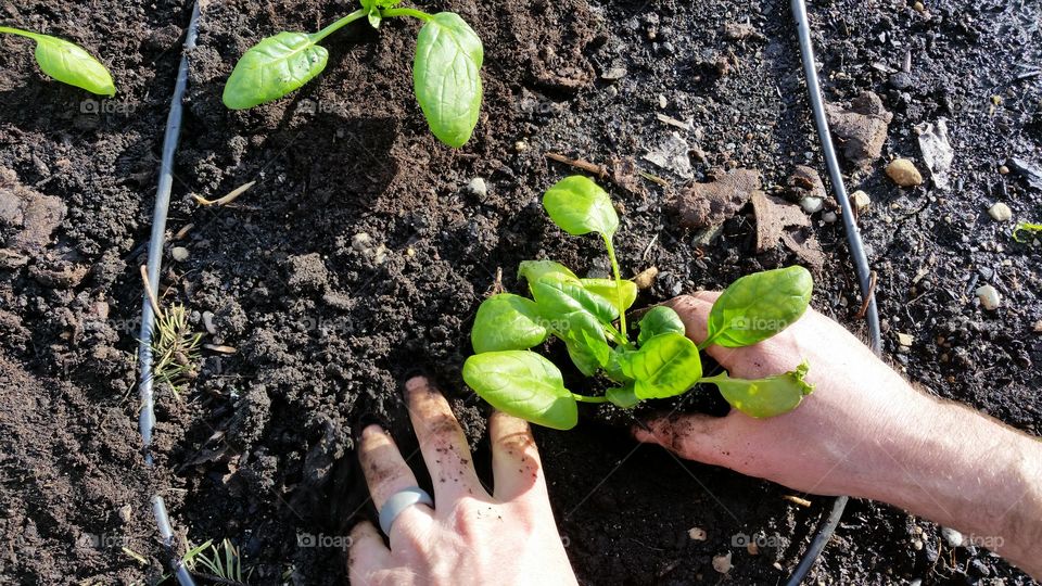 spinach planting