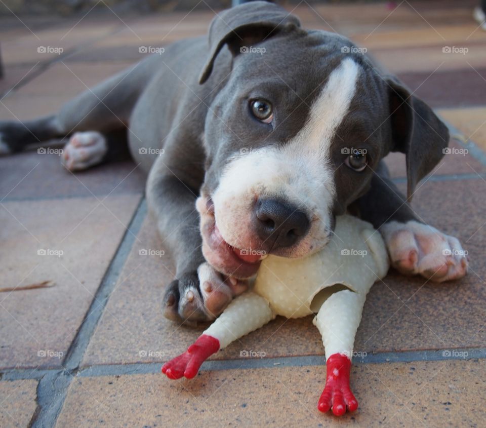 Puppy playing with toy chicken