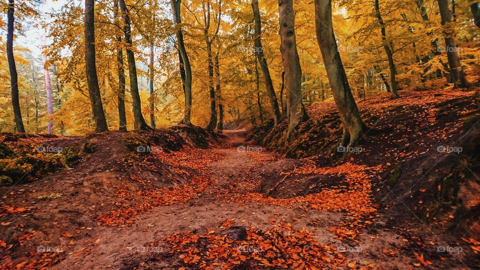 Autumn trees at day