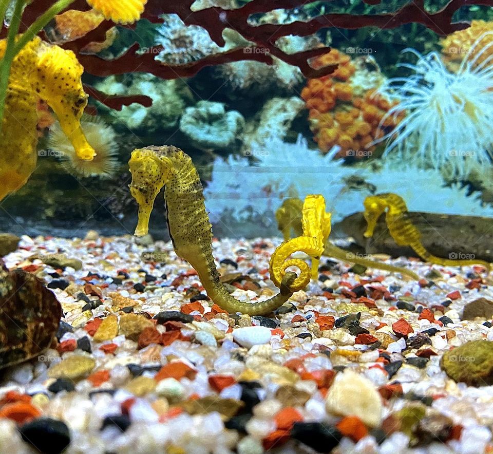 Seahorses