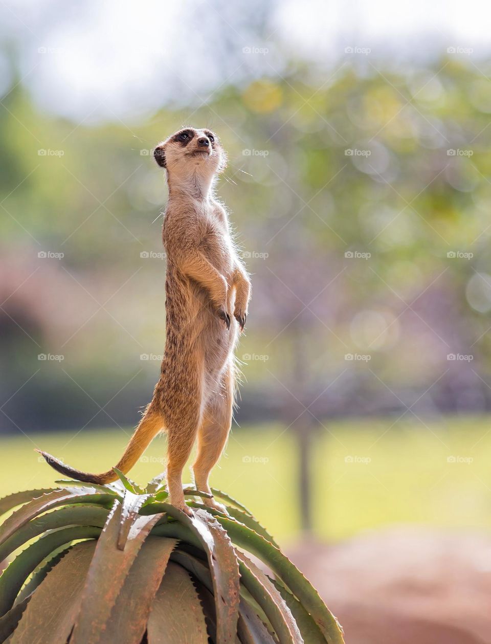 Meerkat at standing on a rock