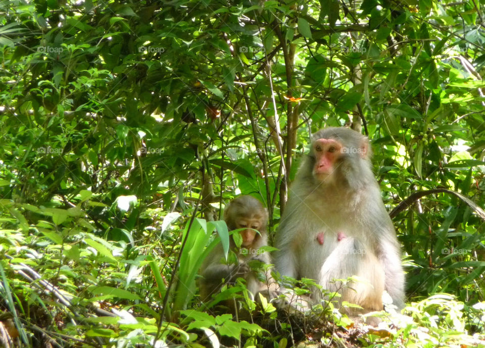 Monkey in Zhangjiajie，China