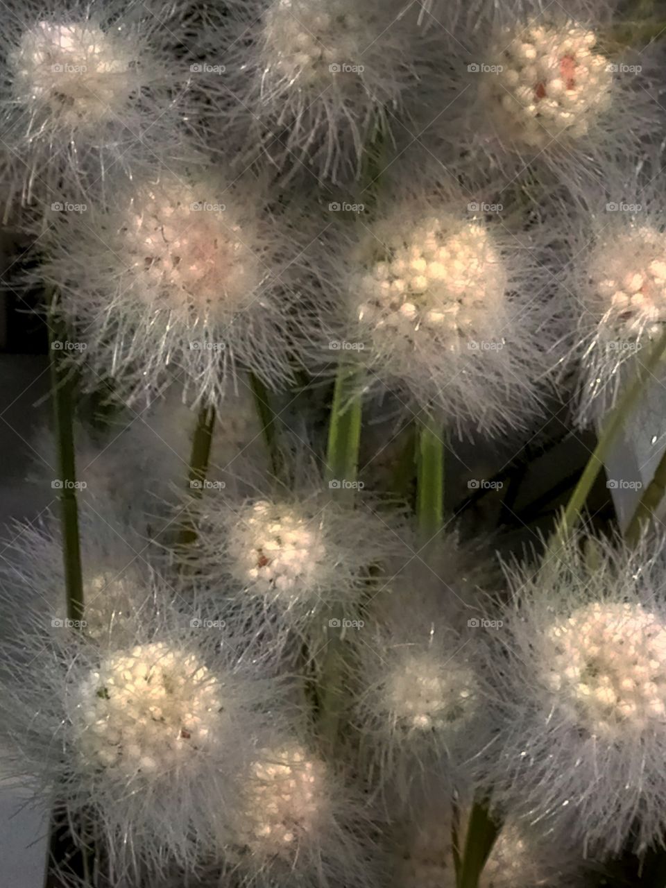 Dandelion, Nature, Flora, Flower, Downy