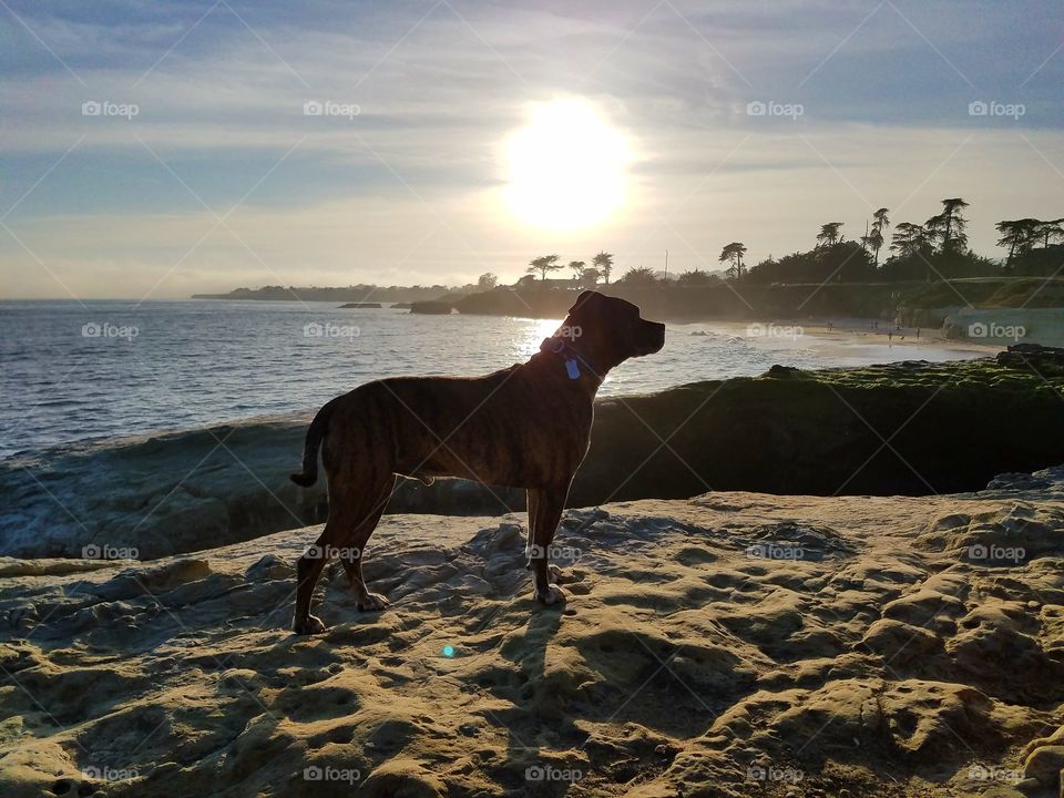 Thor checking out the the scene in Santa Cruz!