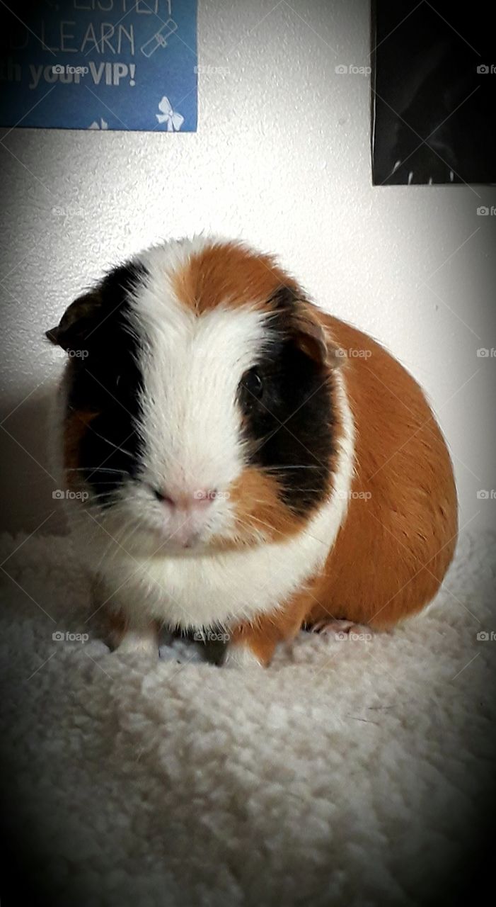 He is wonderful, I admitt.