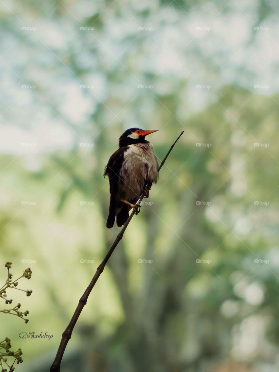 bird watchers