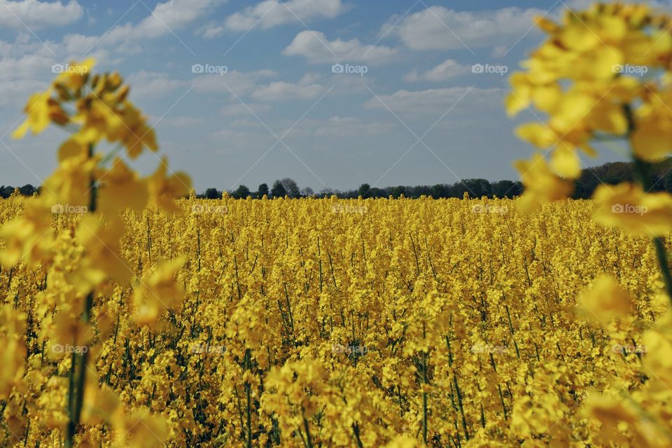 Field of rapeseed