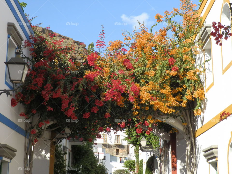 Flowers in Nice street of Mogan, Gran Canaria.