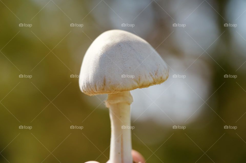 White Mushroom