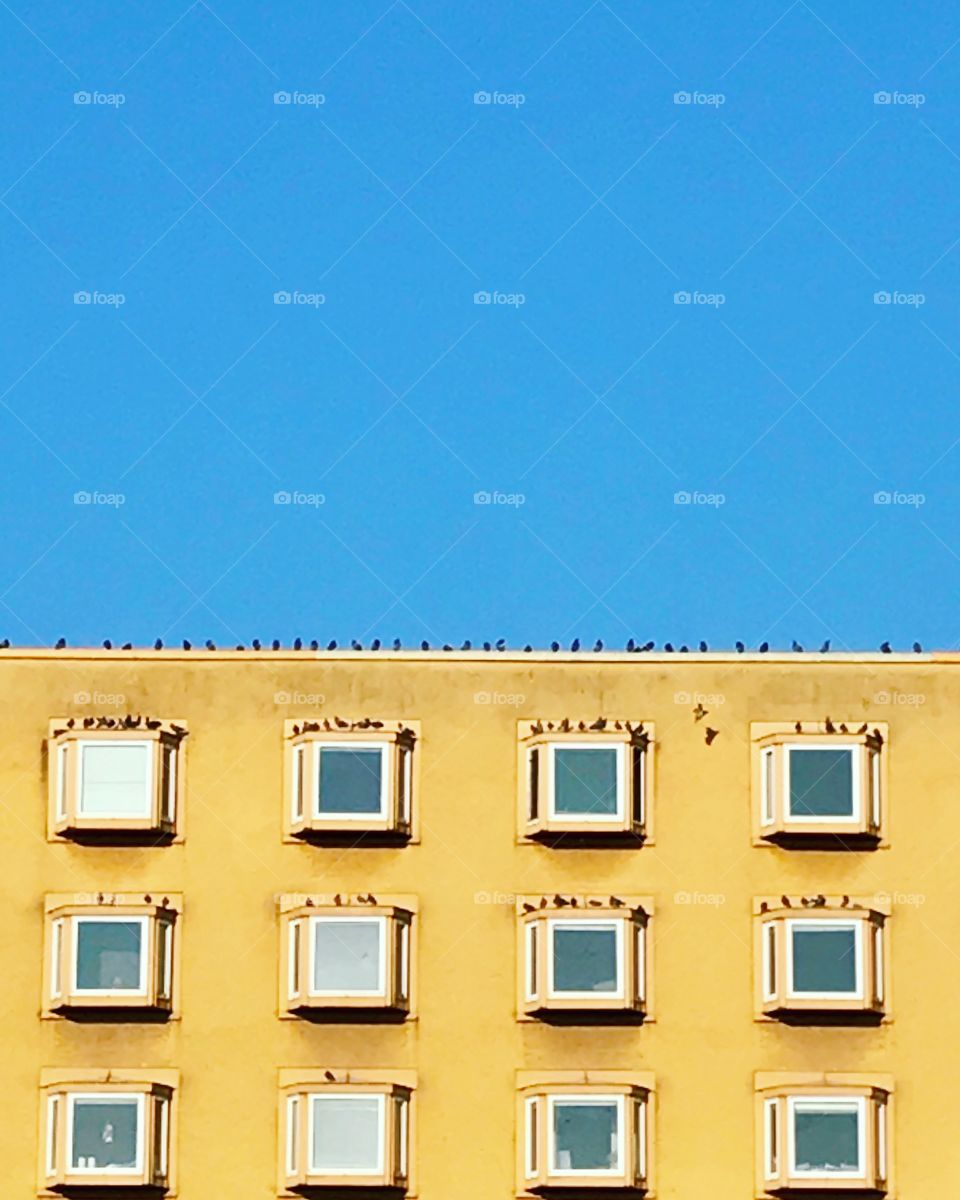 Birds on rooftop 