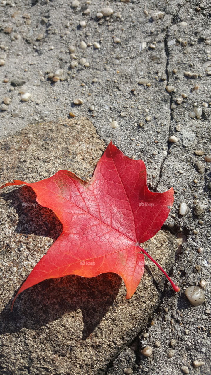 Autumn in New York City. 🍁🍂🍁🍂🍁🍂🍁