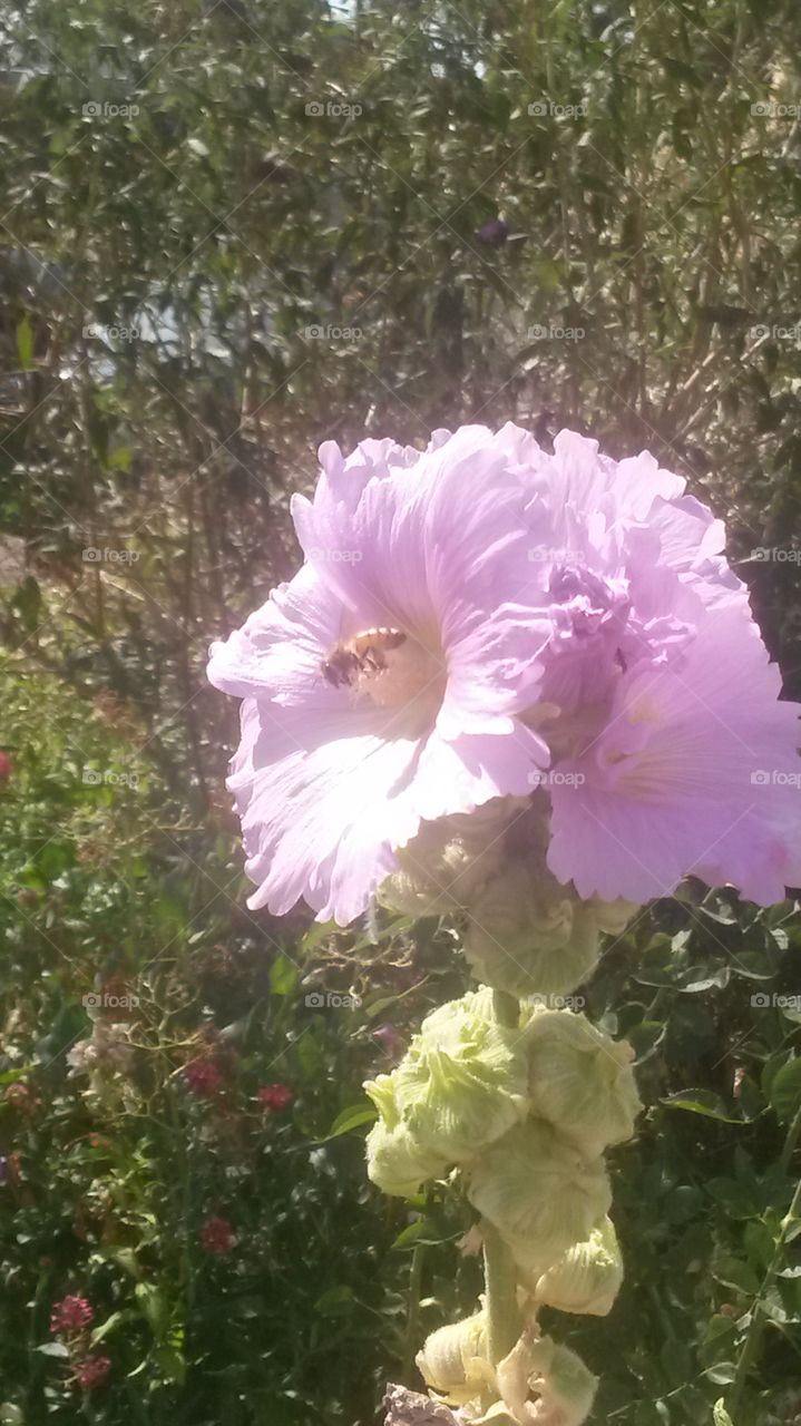 Hollyhocks and bee