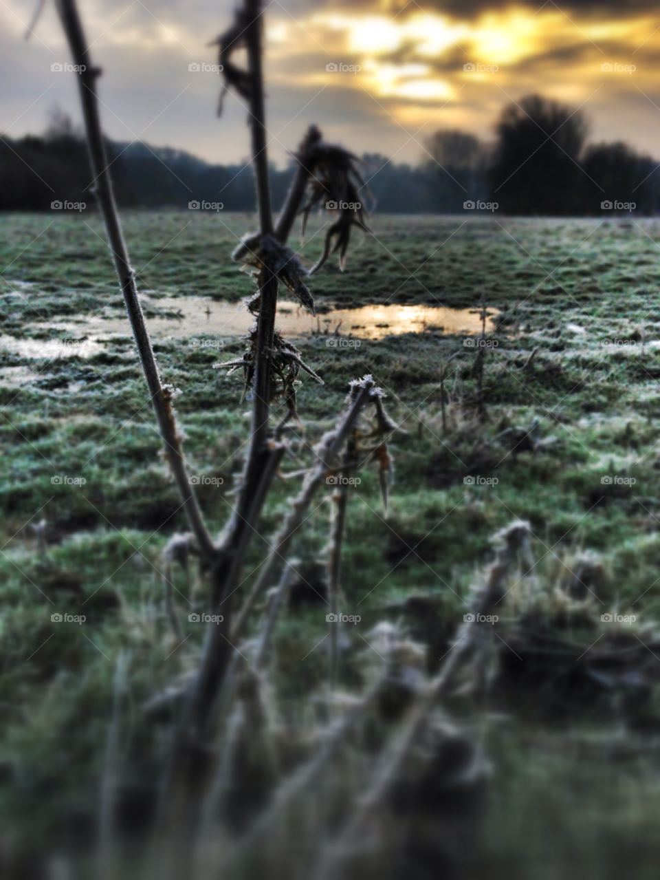 winter field sunset frost by SirBluto