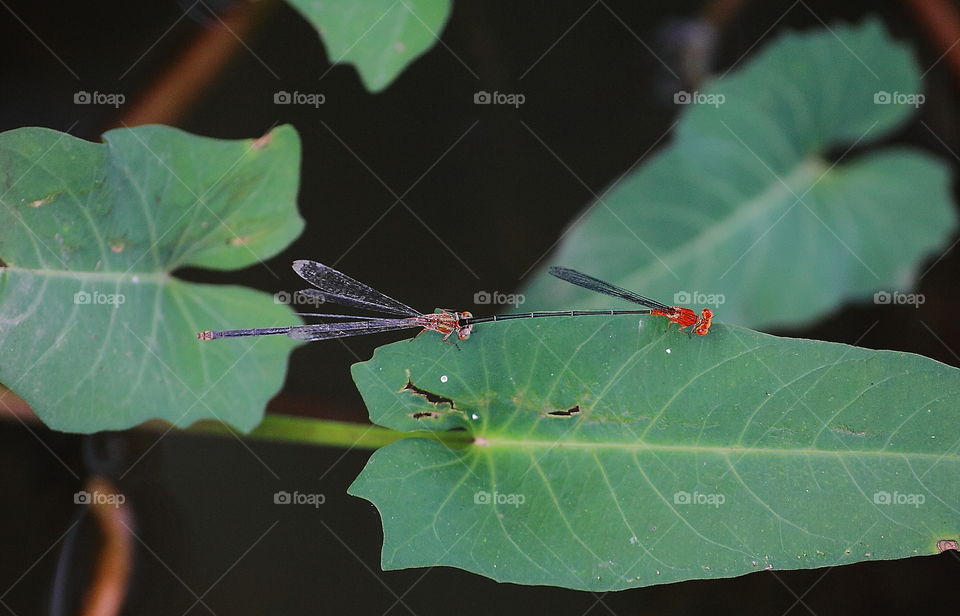 Vehicle run of ñ. Red darmselfies for leaf  substrat at the stage of copulation. The male's bring on the female añd  lookjng round aside of fishpound to find better site for continue the