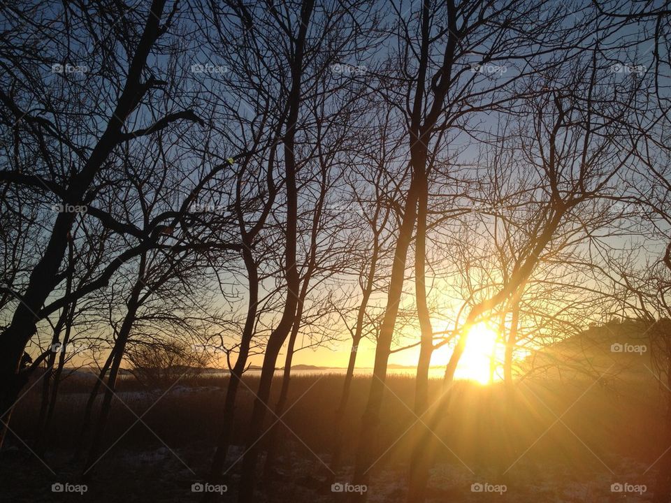 Silhouette of bare trees during sunset