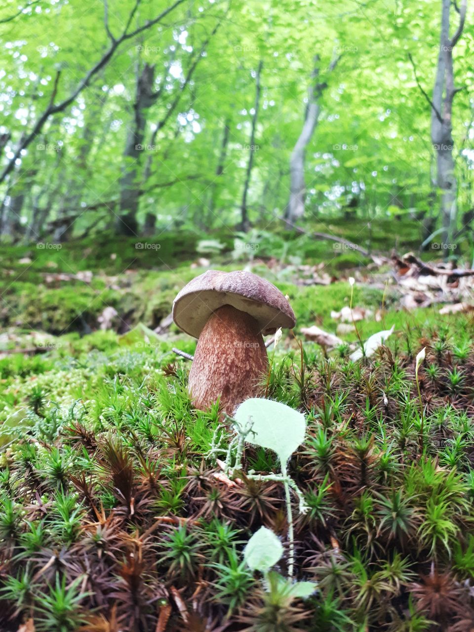 One of the most beautiful Boletus I've ever had