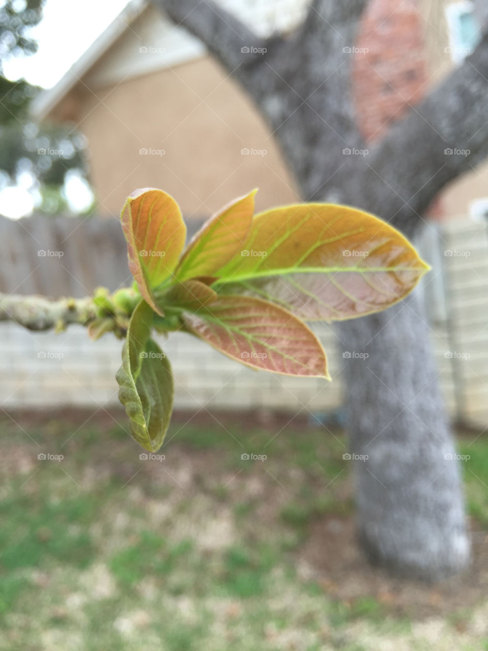 Avocado tree spring leaves