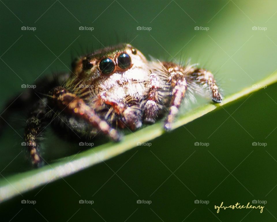 litle spider