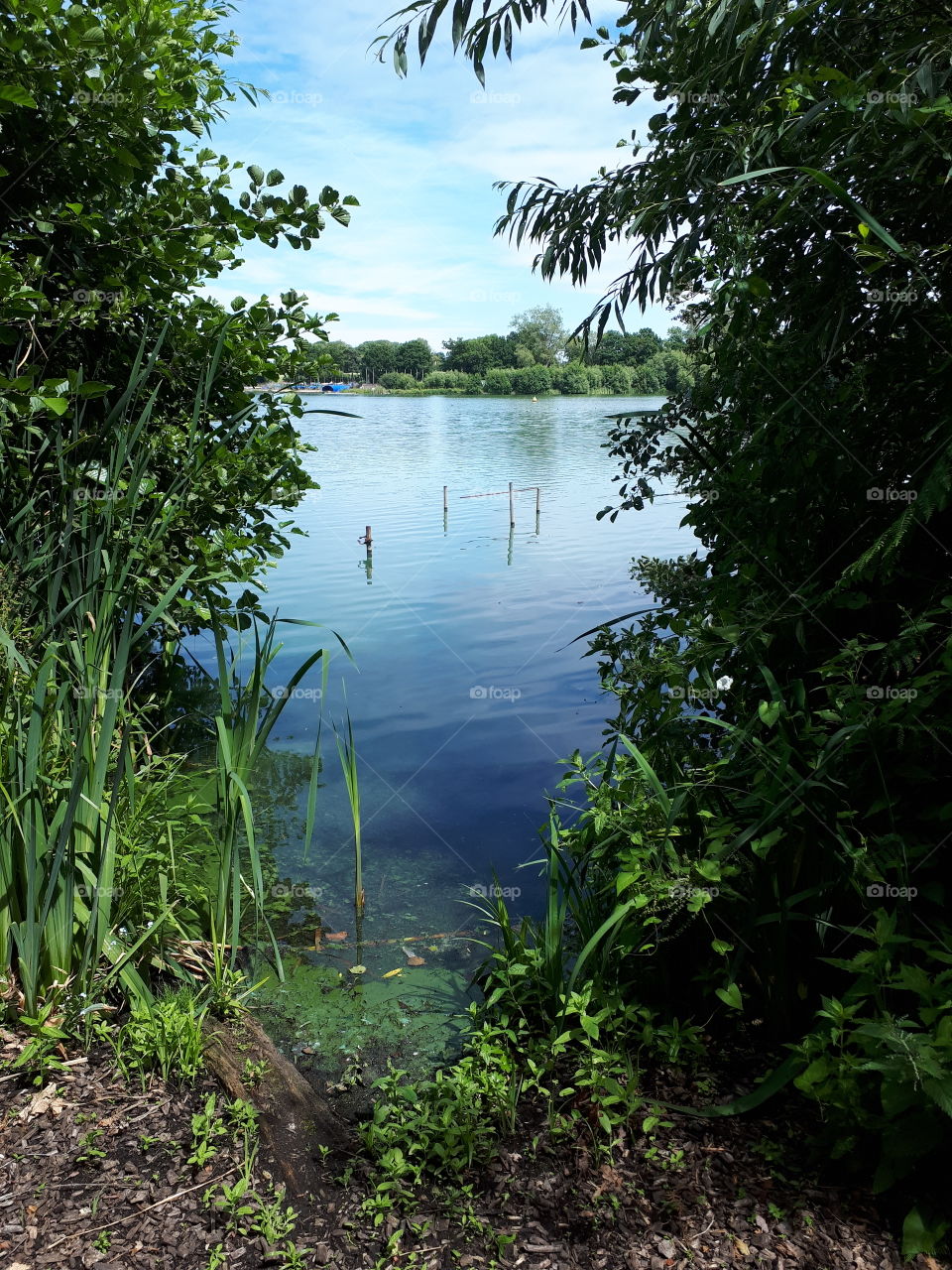 Lake Between Bushes
