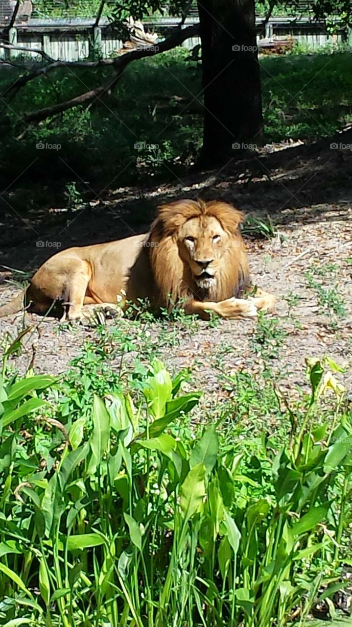 Resting lion