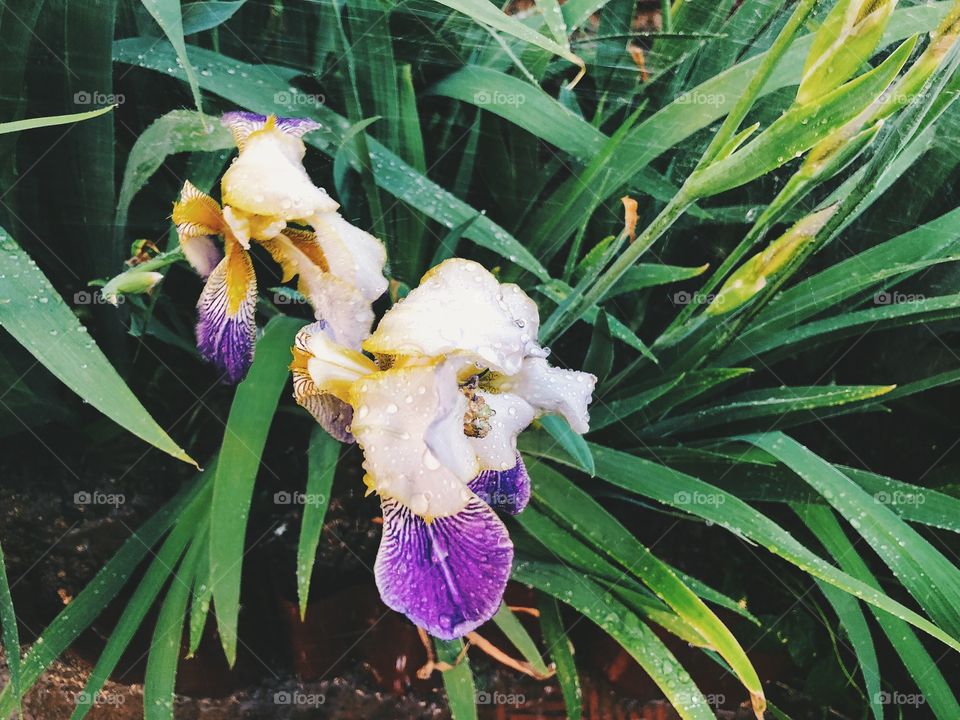 Closeup of summer flower